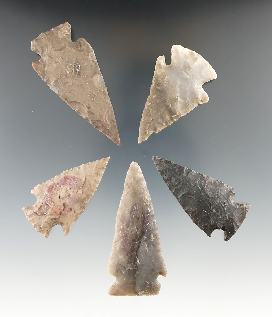 five Williams points found in Texas in very good condition, largest is 2 7/16".