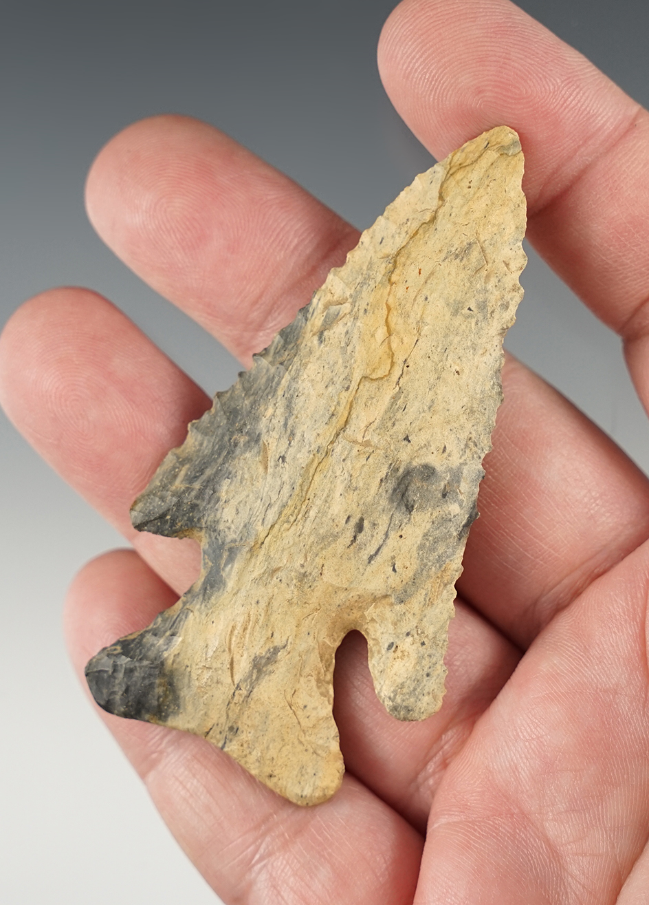 Very fine flaking on this 3 1/8" Dog Leg Archaic Bevel found in Wayne Co., Ohio. 