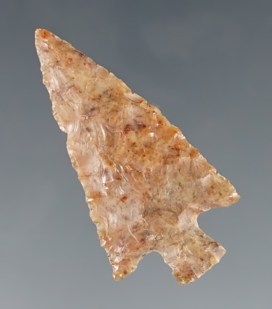 1" Wallula found in the late 1950's by Norma Berg near the Columbia River, Washington. COA.