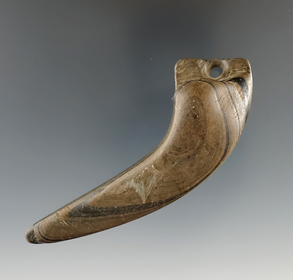 3 1/2" banded slate geniculate - anciently salvaged into a pendant - Clark Co., Ohio. Pictured.