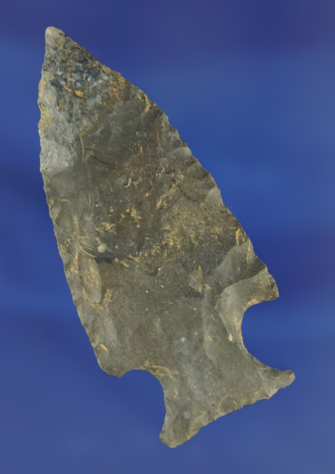 Well styled 2 9/16" Bakers Creek found in Kentucky.