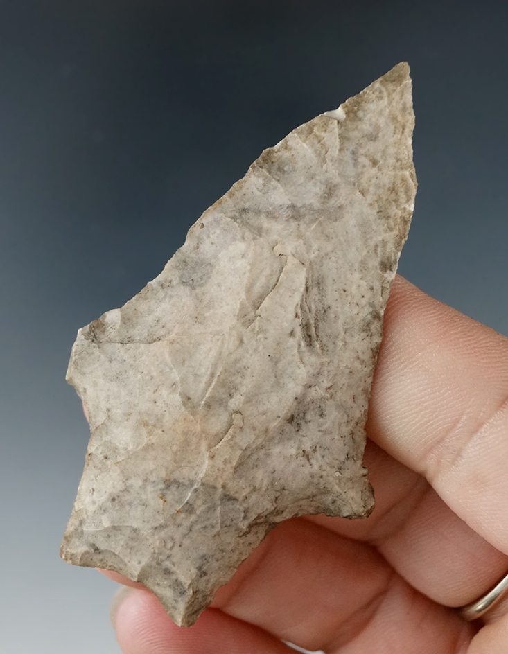 2 11/16" hidden Valley with nice flared ears found in Missouri.