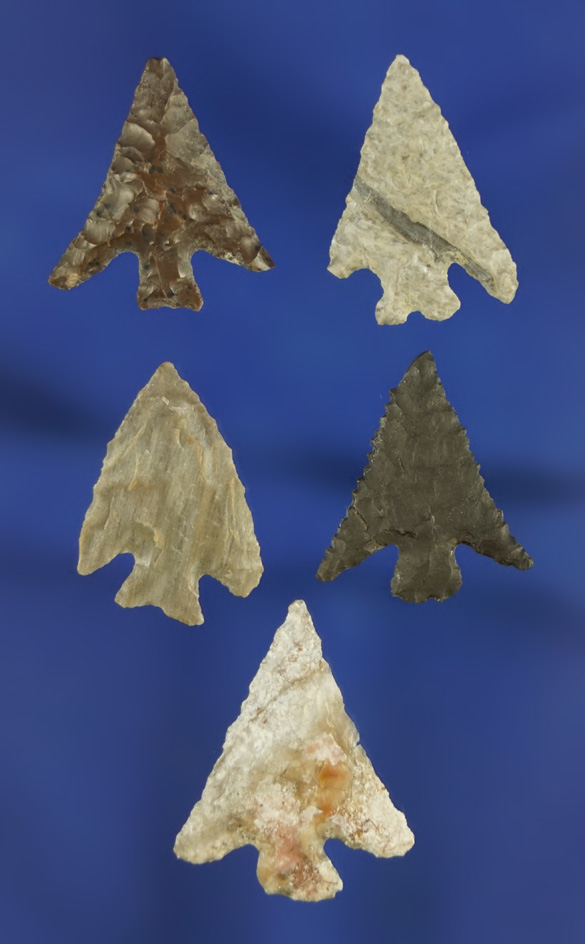 Set of five Columbia Plateau points found near the Columbia River by Norma Berg. Largest is 1".
