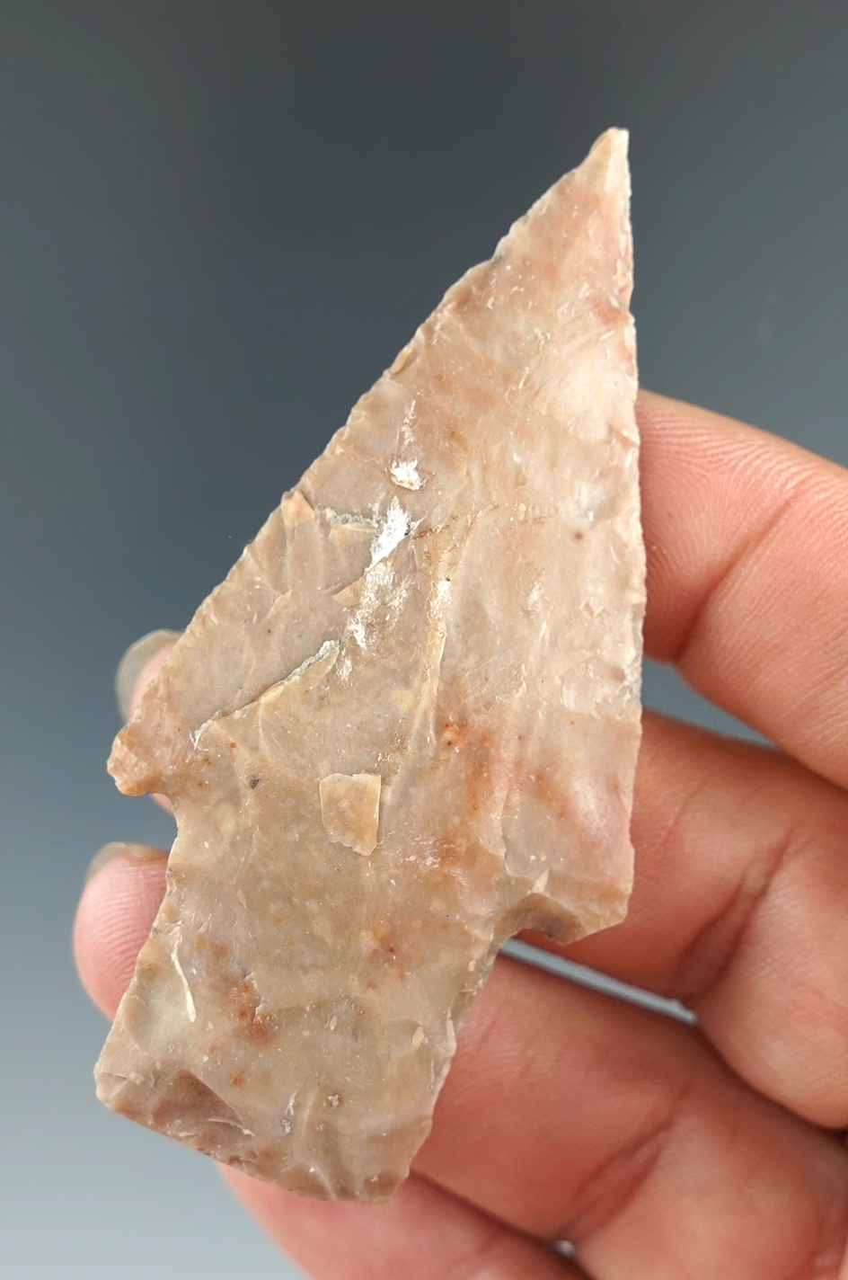 2 3/4" Bulverde point that is nicely flaked made from attractive two-tone pink material. Texas.