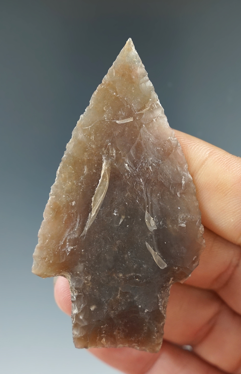 2 3/4" Bulverde with one damaged ear with a perfect tip and nicely styled base found in Texas.