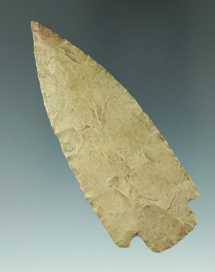 Museum Deaccession! 3 5/16" Williams point that is thin and well flaked found in Texas.