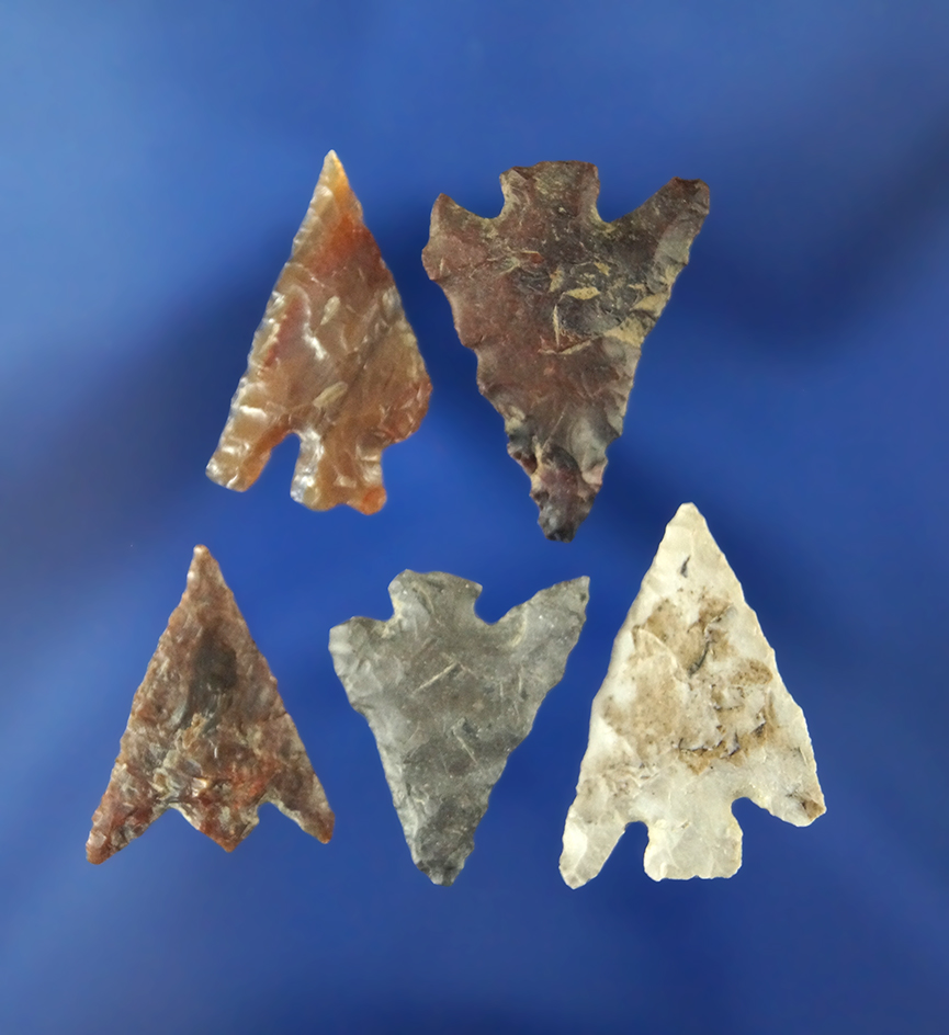 Set of five Columbia Plateau points, largest is 1 1/16" found near Yeager Island, Columbia River.