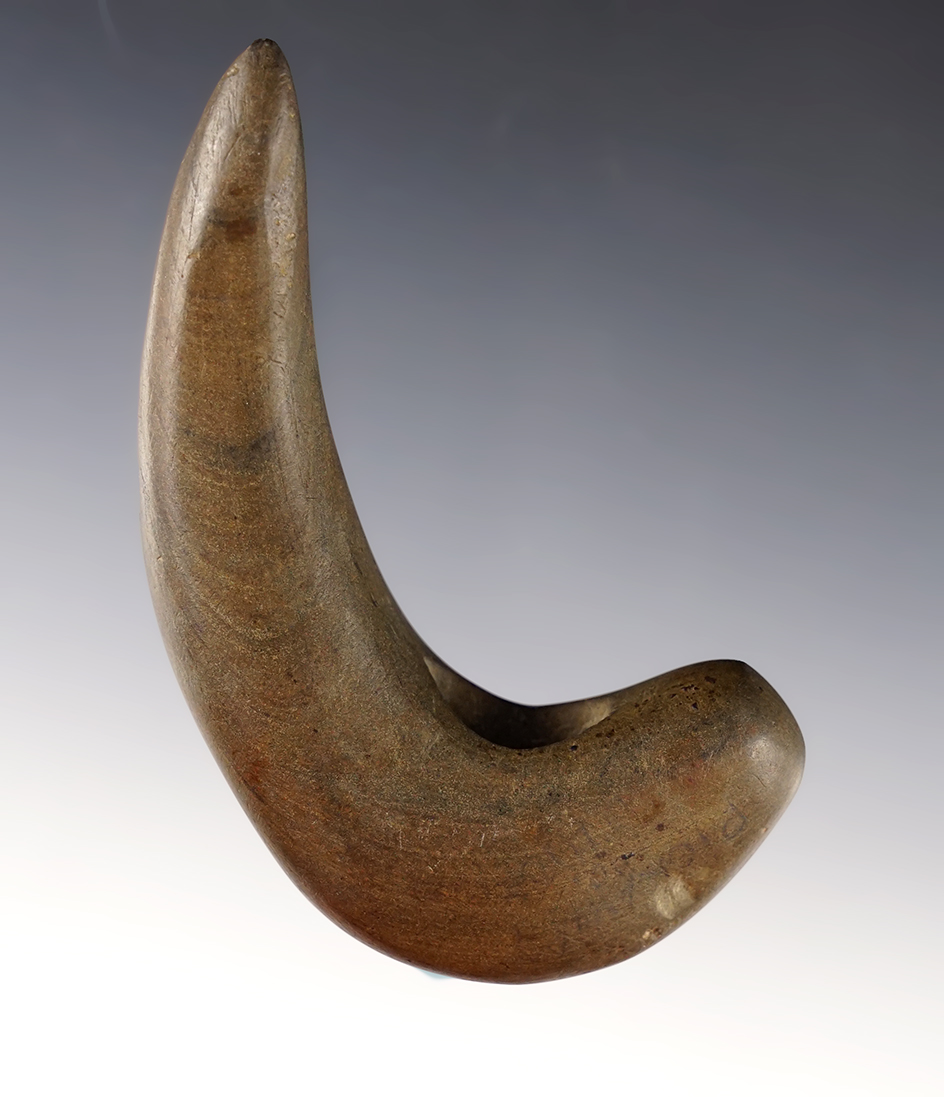 3 3/4" Long Geniculate - Pickaway Co., Ohio. Pete Schwinn purchased at Converse 11-09-1998.