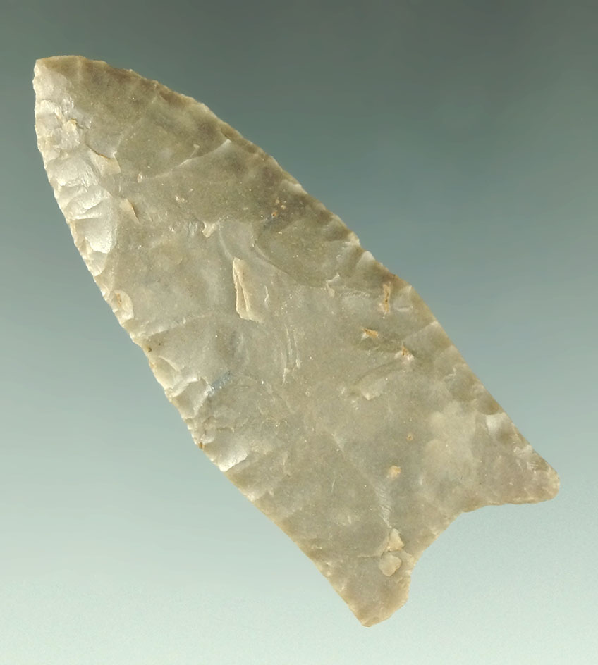 2 1/4" Paleo fluted Clovis - Trigg Co., Kentucky made from high-quality Hornstone.Bennett COA.