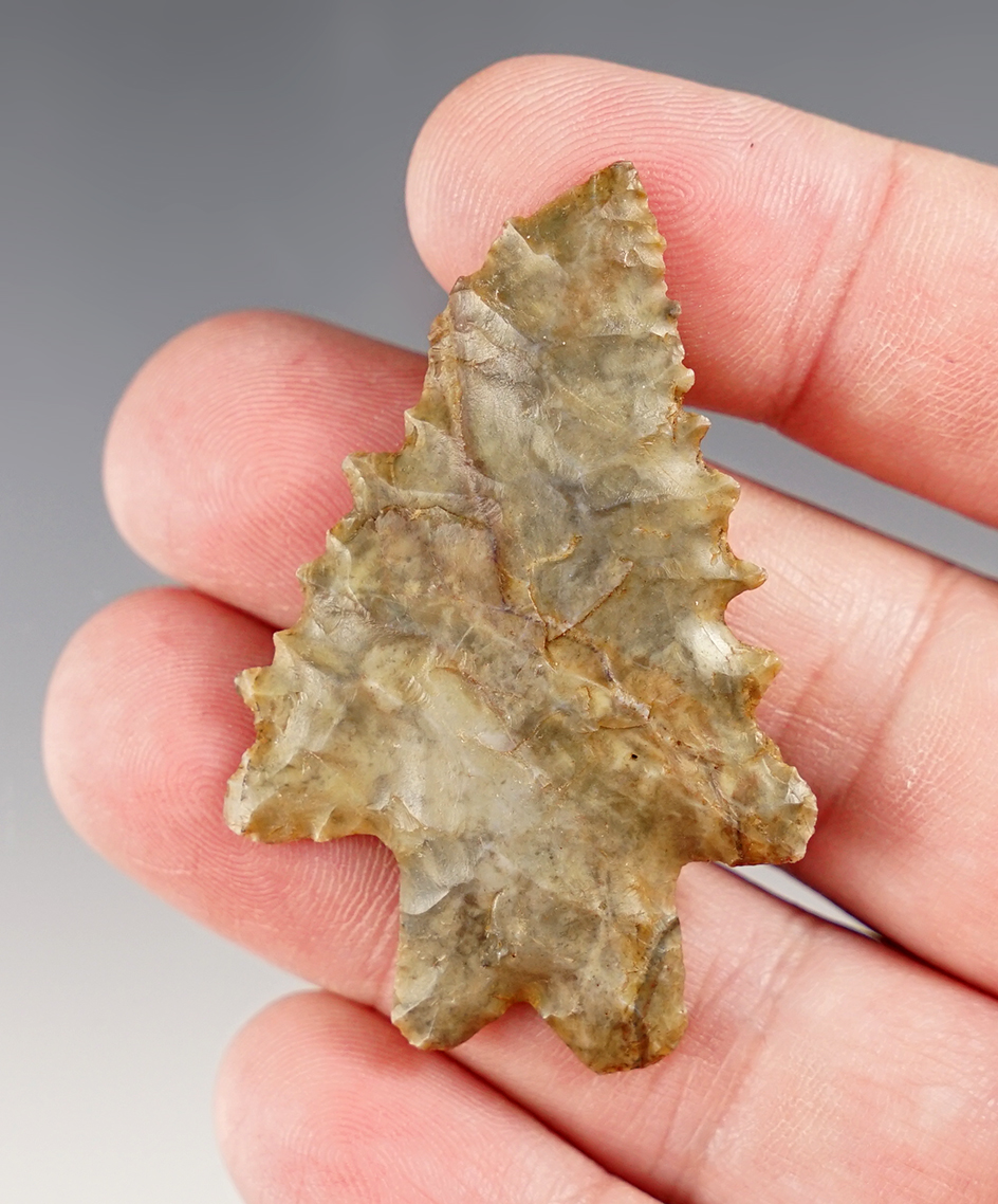 Amazing serrations on this 2 3/16" Archaic Bifurcate found by Bill Likens in Madison Co., Ohio. 