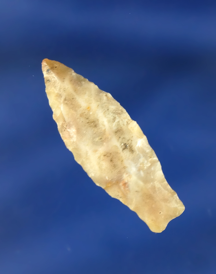 1 1/2" Paleo Spedis with heavily ground stem found near the Columbia River, Oregon.