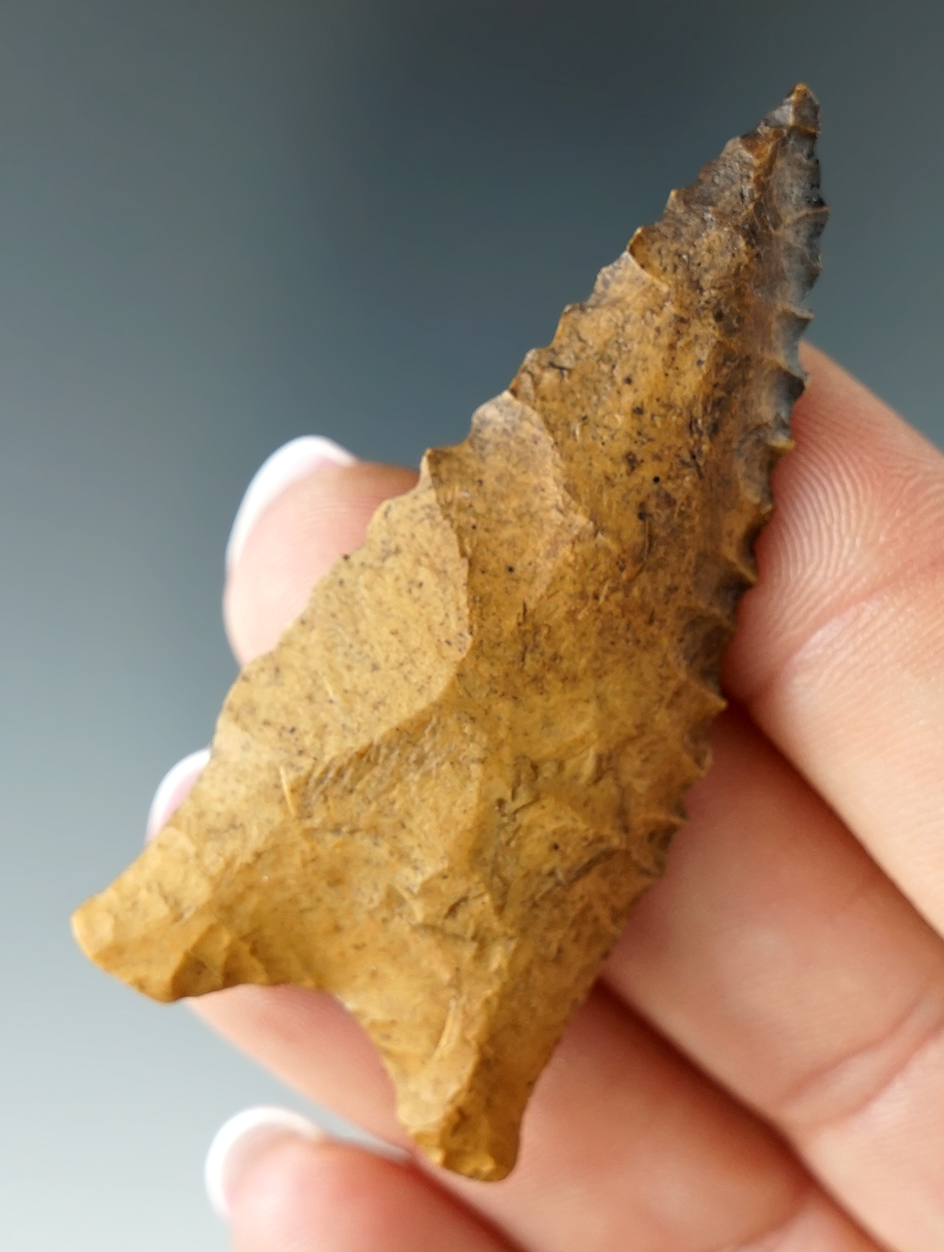 Classic style 2 1/4" Dalton with nice edge serrations found in Stoddard Co., Missouri.