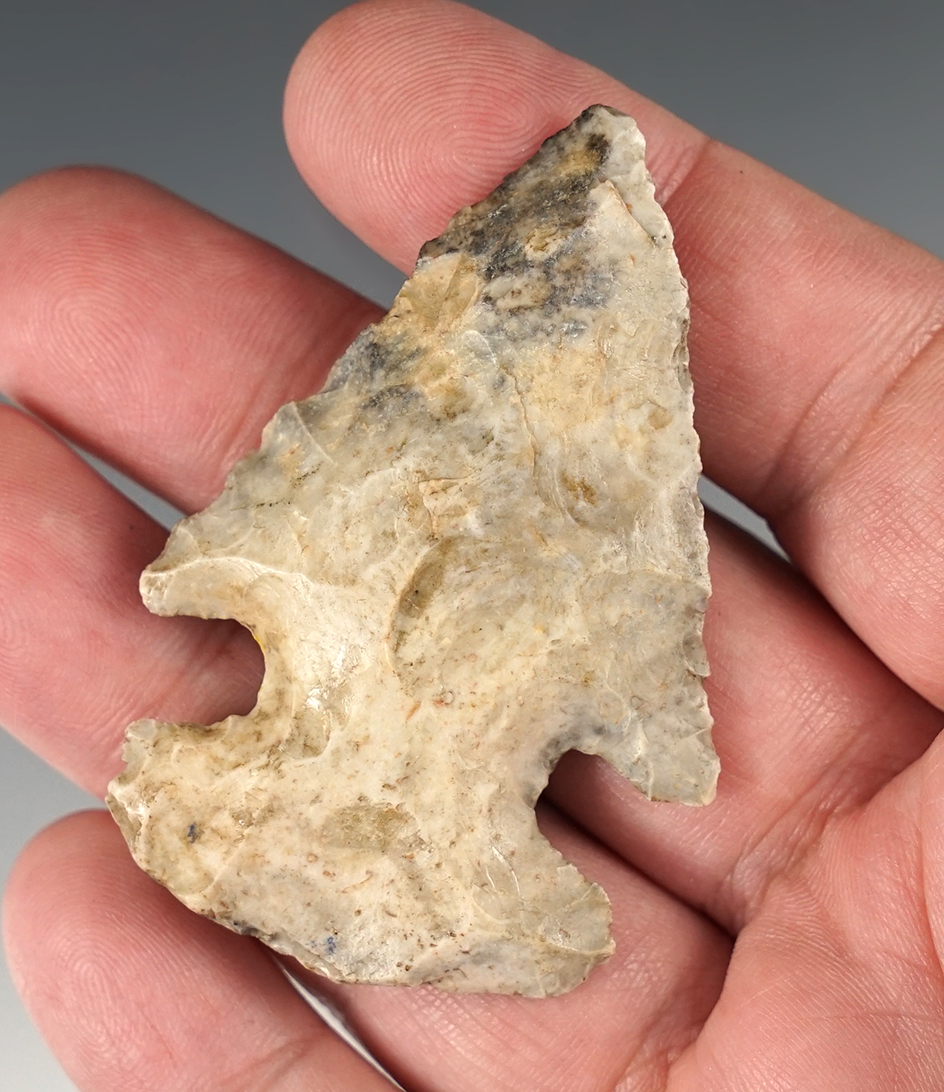 2 1/2" Archaic Wide Base Beveled Thebes made from two-tone gray and cream Flint. Illinois.