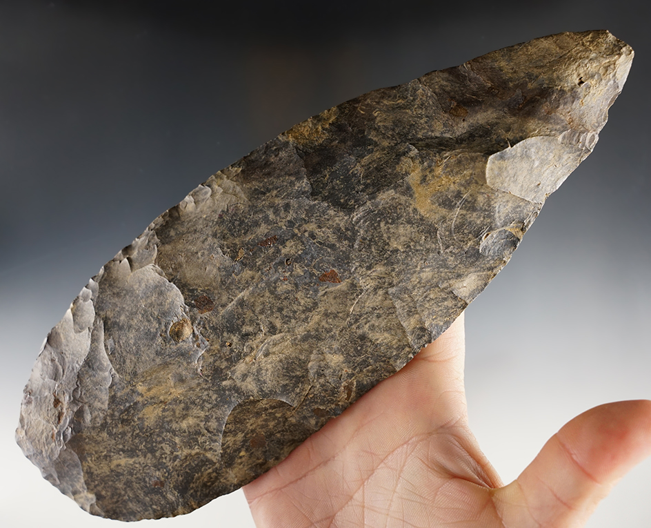 Huge! 9 1/16" Archaic Blade found in Coshocton Co., Ohio by Victoria Crouso in 1972. COA.