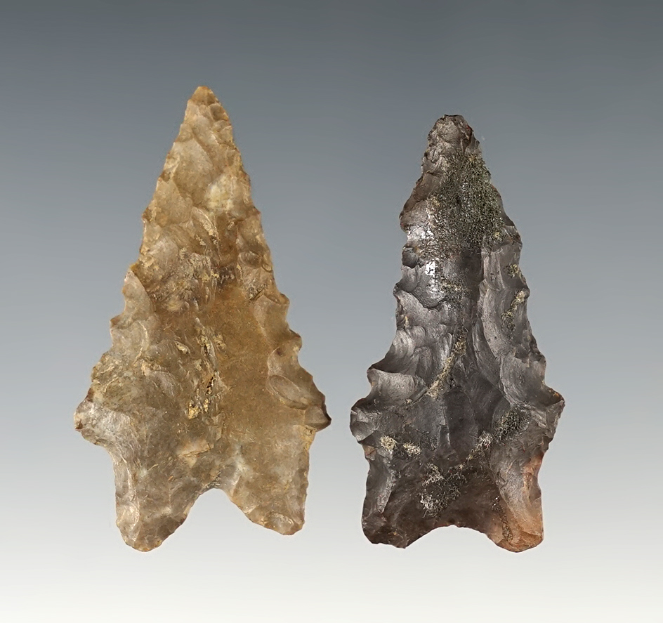 Pair of Bifurcates found in Kentucky. Largest is 1 7/8".