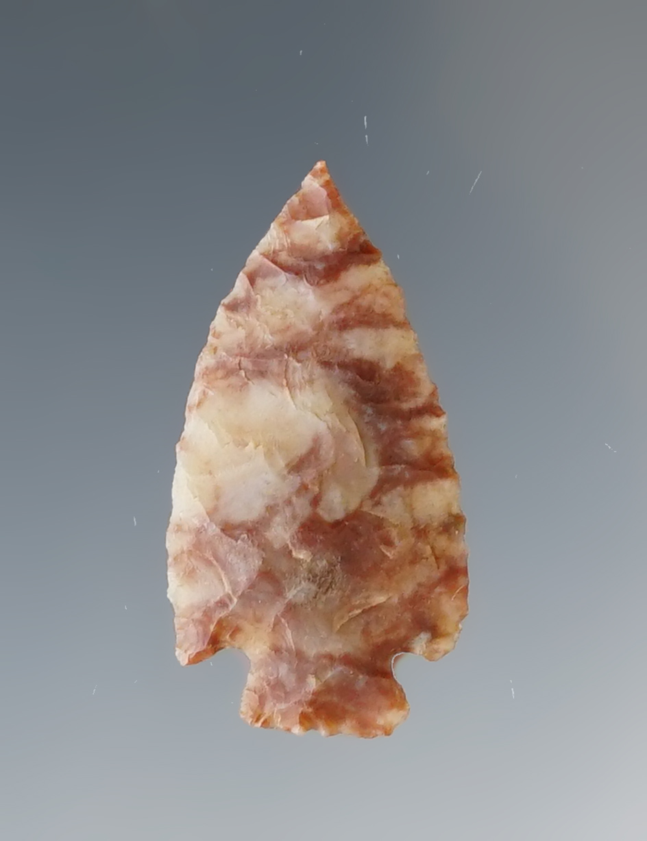Fine! 1 1/16" Scallorn made from Alibates Flint. Found in Uvalde Co., Texas. Rogers COA.