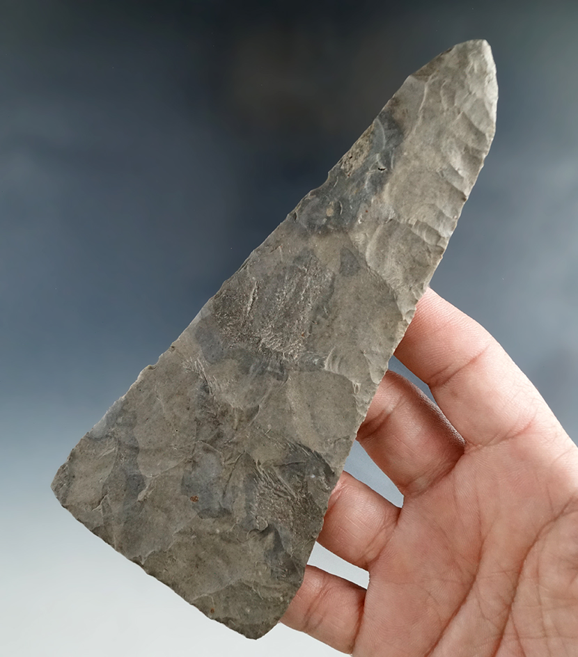 Ex. Museum! Exceptional! Very thin and large 5 3/4" Covington Blade with excellent flaking - Texas.