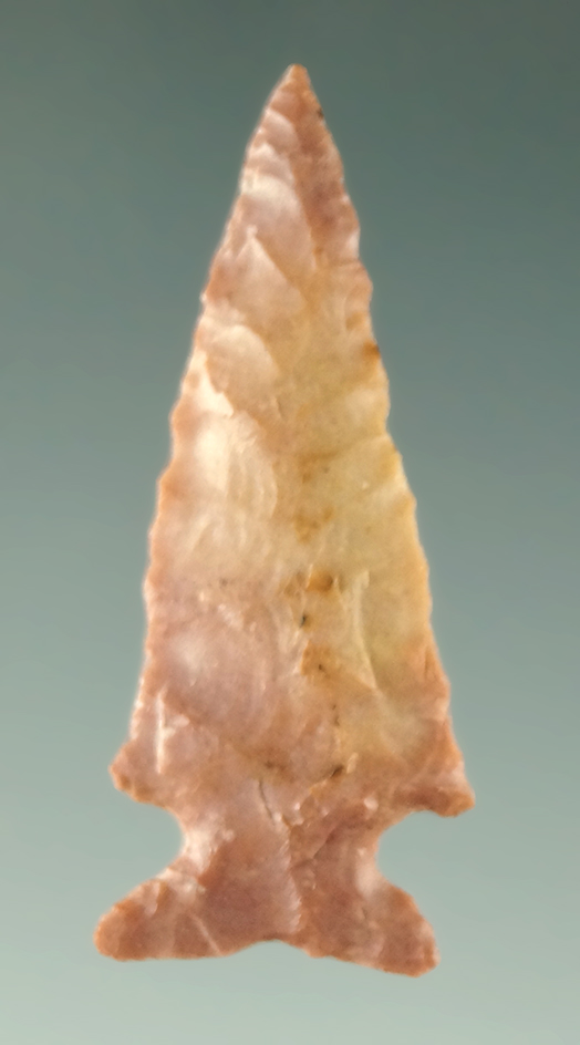1 5/16" Scallorn point that is very nicely made found in East Texas. Ex. Museum.