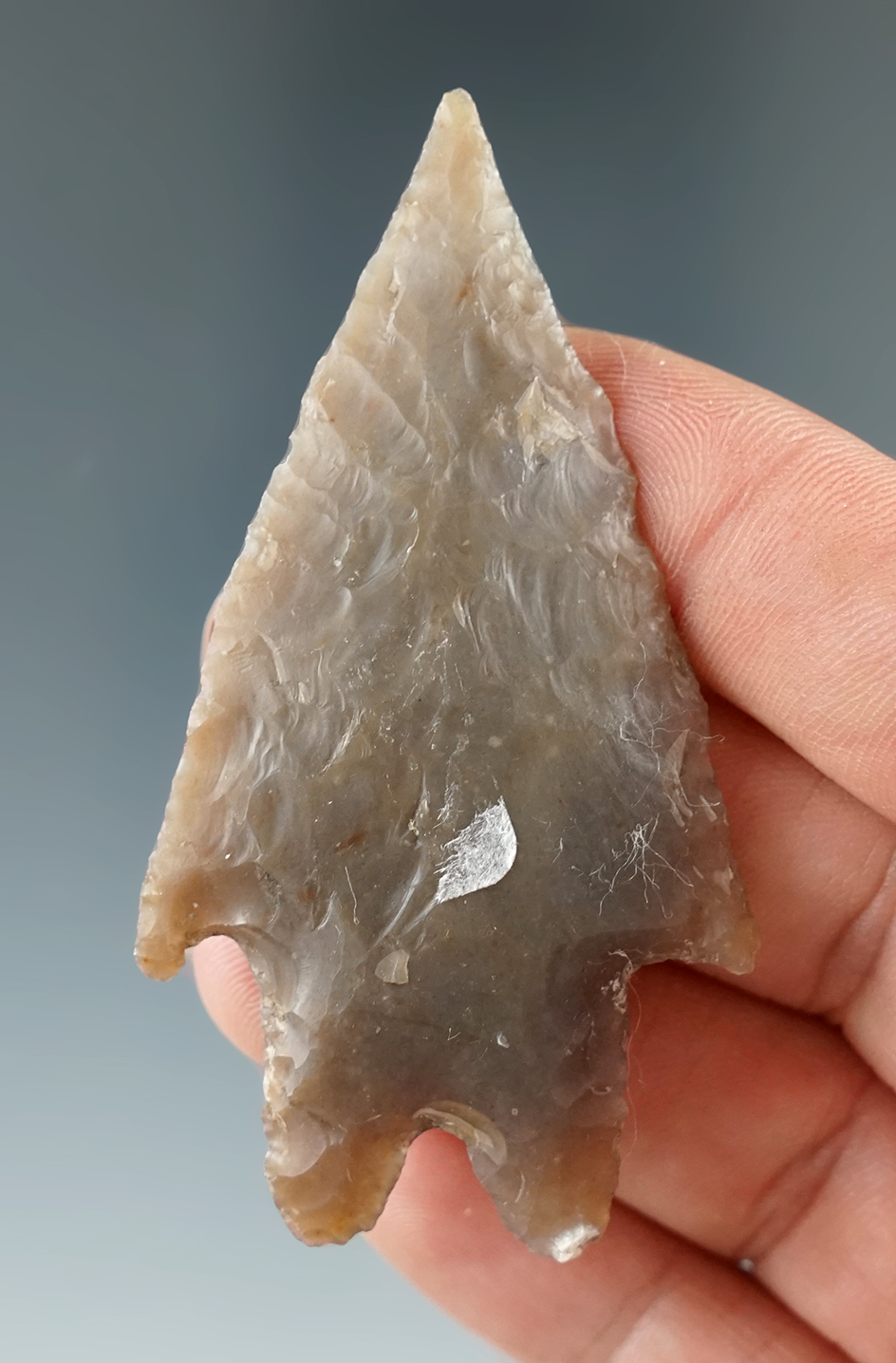 2 5/8" well flaked Pedernales point made from quality material found in Texas.