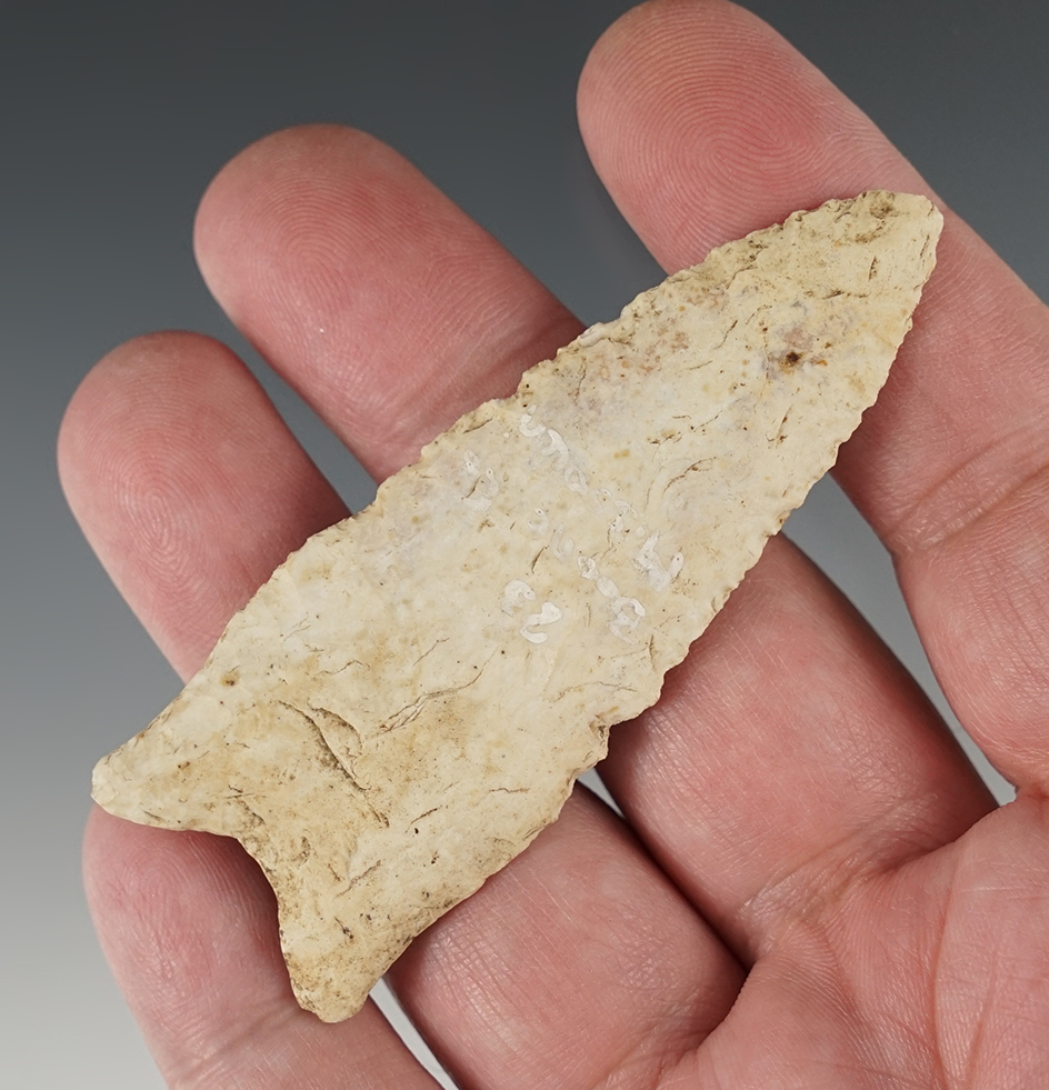 Thin 3" Dalton point from the Midwestern U.S.