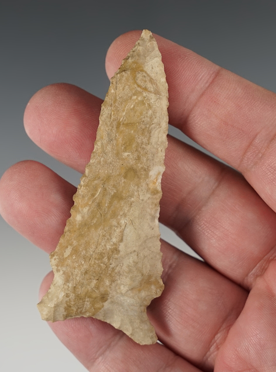 3 1/8" Greenbrier found in the Midwestern U.S.