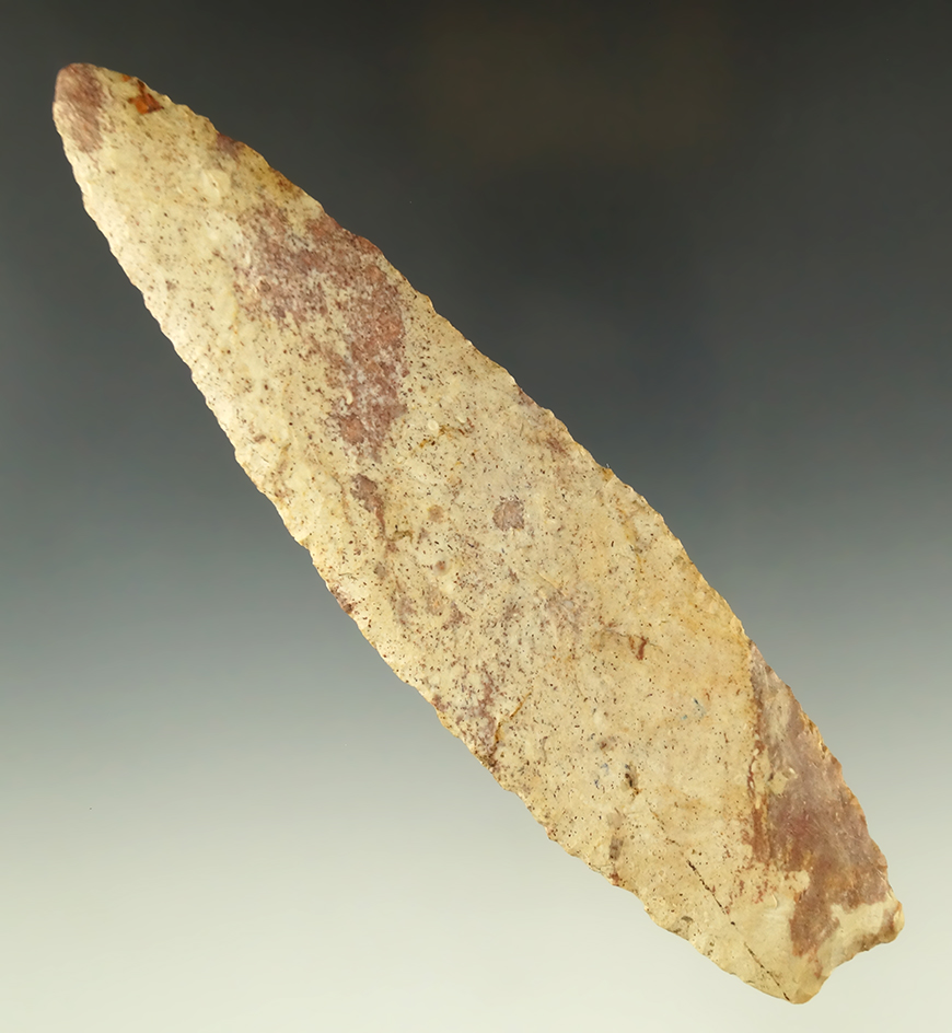 Sale Highlight! Exceptionally large 6 11/16" Angostura - Adams County Illinois.  Motley COA.