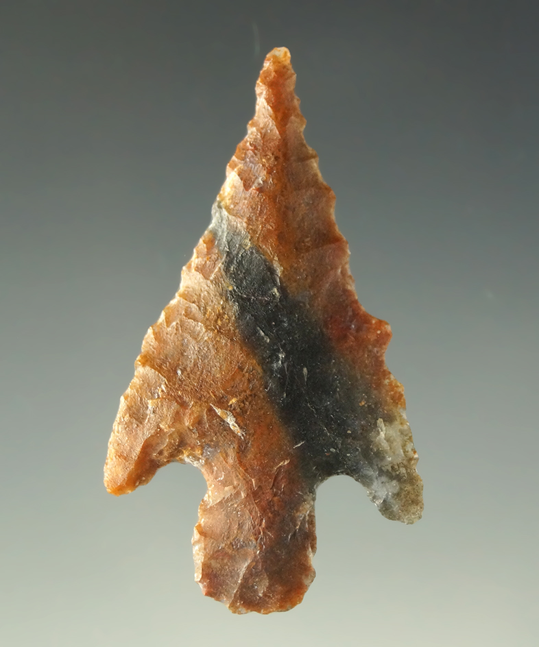 Ex. Museum! 1 11/16" Shumla point made from brown and black Flint found in West Texas.