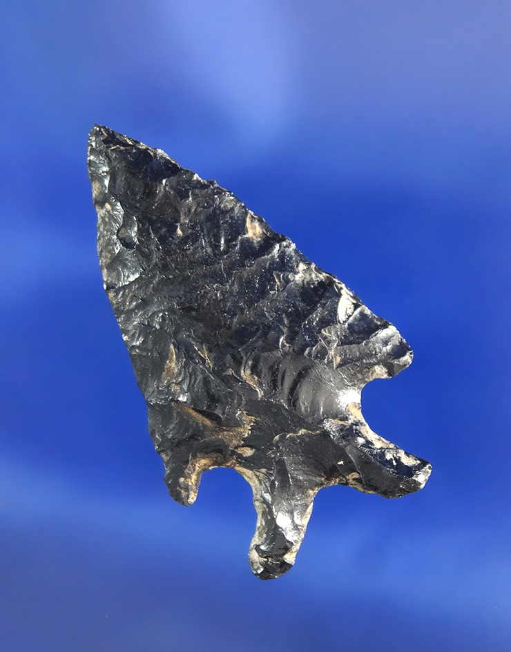 1 1/2" Obsidian Elko Eared that is nicely patinated found in Oregon.