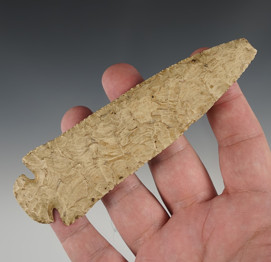 5 1/8" Dovetail found June 4 1931 in the Midwestern U.S. Small ancient impact fracture at tip.
