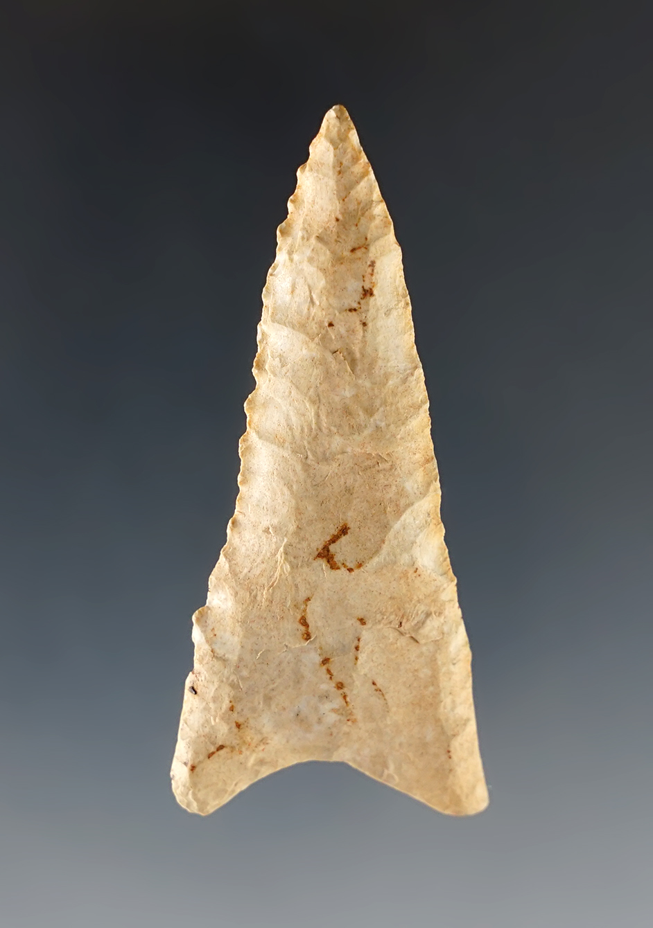 2 7/16" Dalton found in the Midwestern U.S. Well styled with good grinding to the basal area.