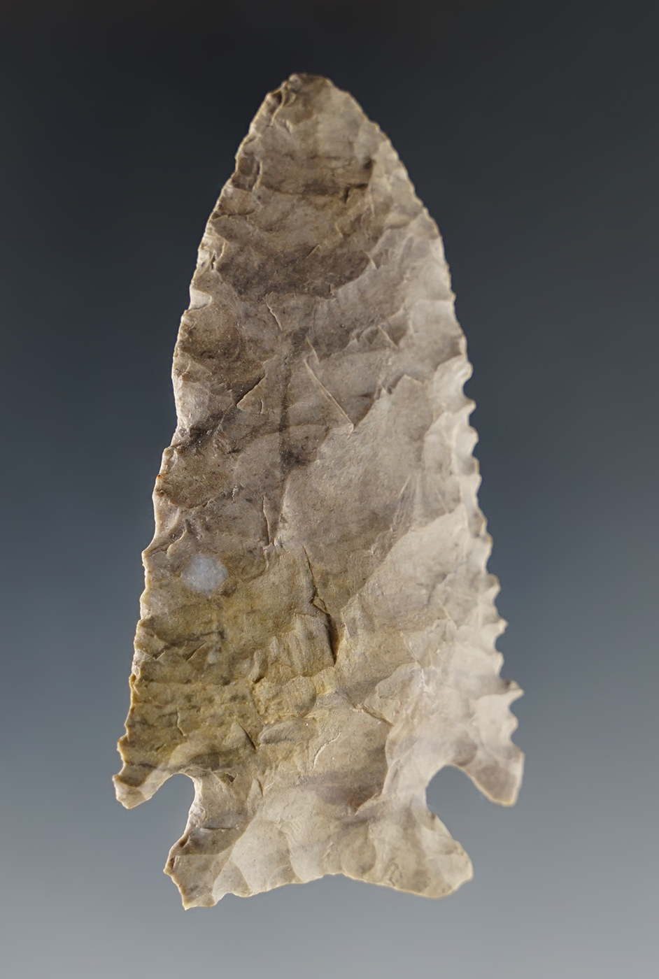 2 5/8" Stilwell found in the Midwestern U.S. Nicely serrated.