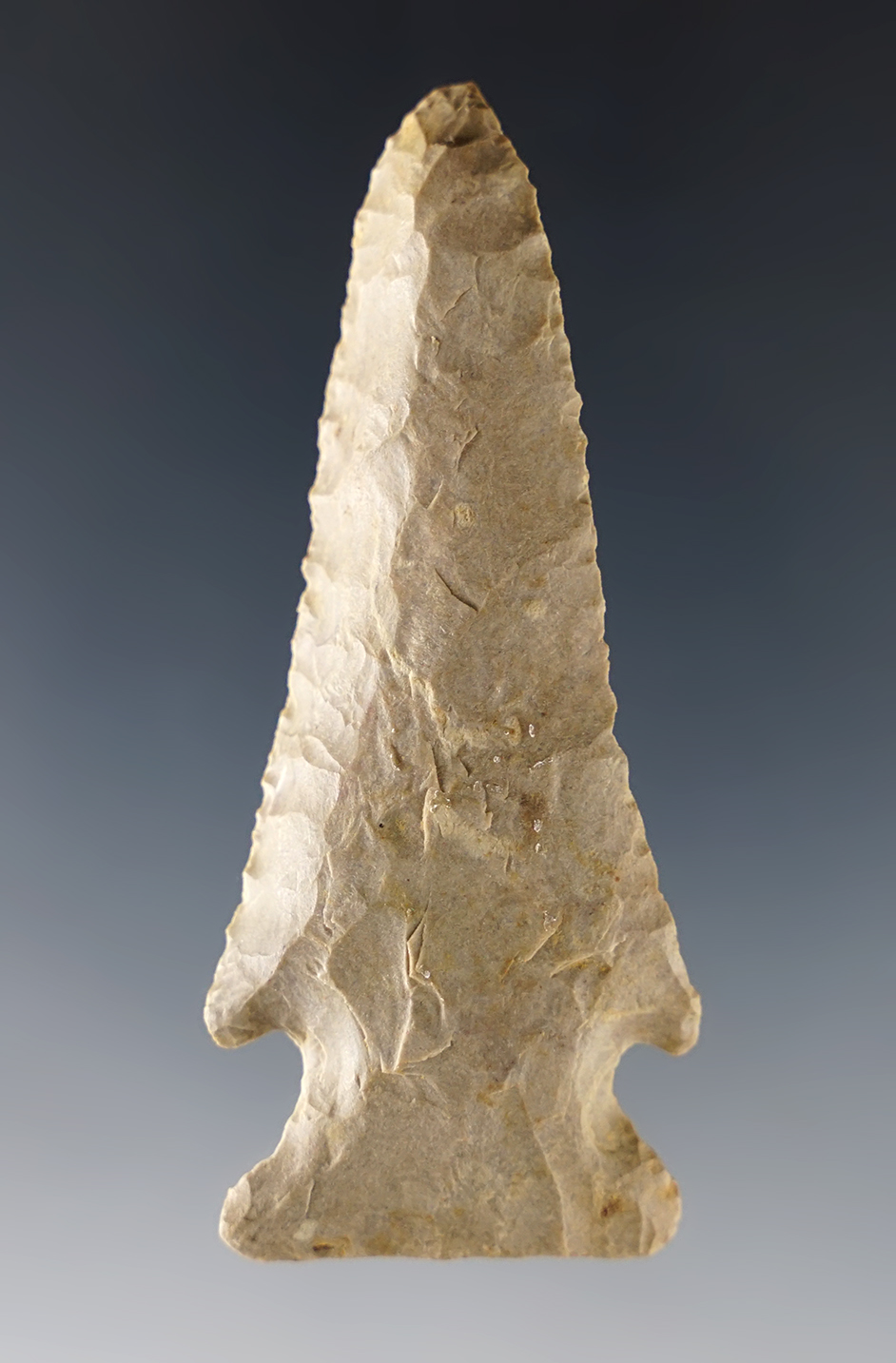 2 13/16" Beveled Lost Lake found in the Midwestern U.S. Excellent grinding to the basal area.