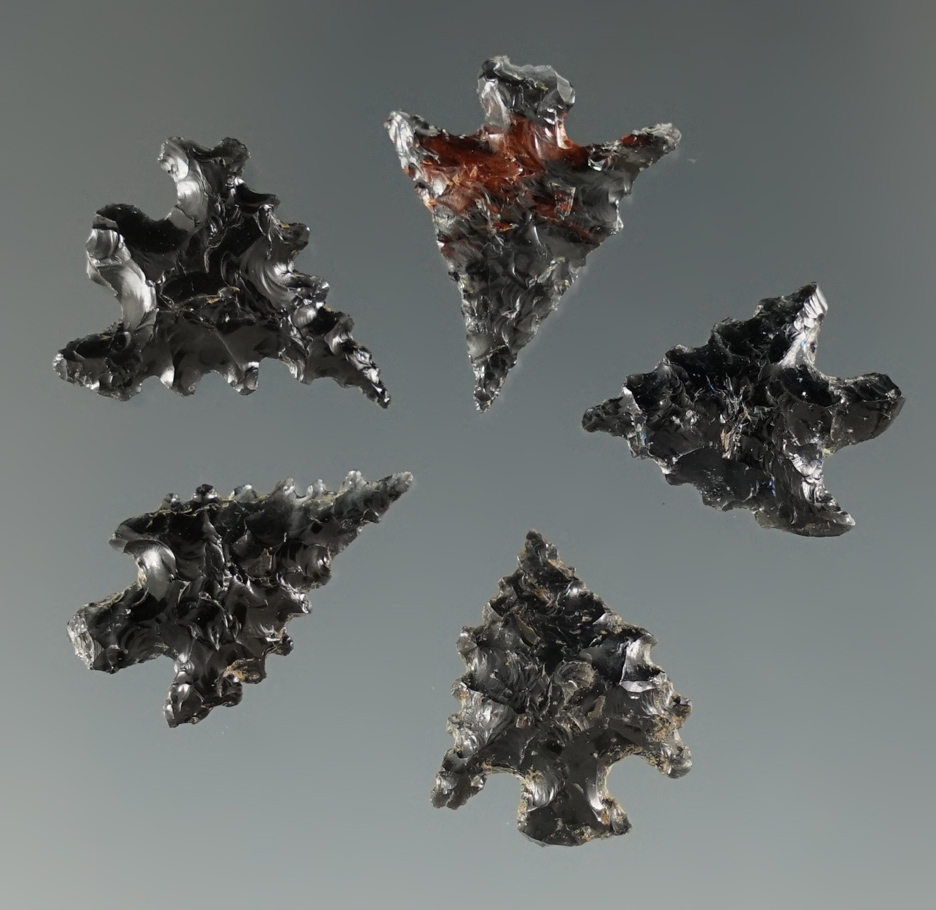Set of 5 Calapooya Points found at Fern Ridge, near Eugene, Oregon. Longest is 3/4".