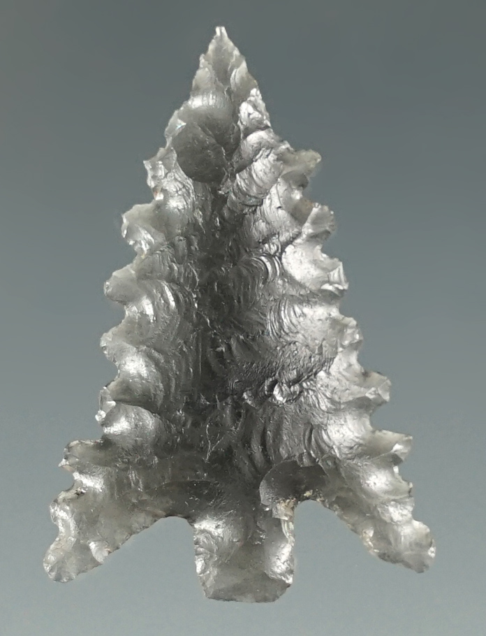 1 1/4" Calapooya with extreme serrations. Found near Fern Ridge, Eugene, Oregon.