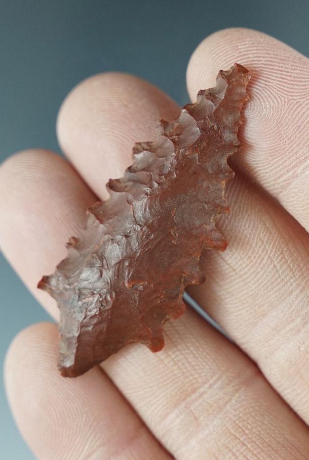 2" Coquille Narrowneck with heavy serrations made from Jasper. Found on the Southern Oregon Coast.